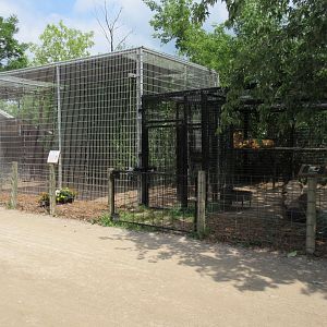 African Lion Exhibit