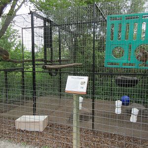 Rhesus Macaque Exhibit