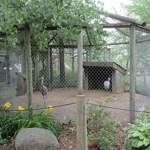 Sandhill Crane Exhibit