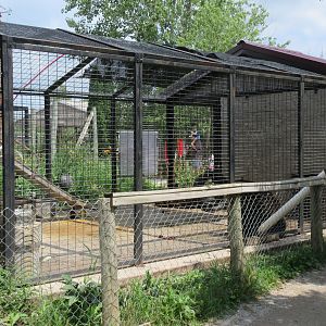 American Black Bear Exhibit