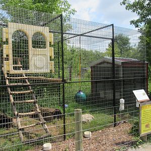 Black-handed Spider Monkey Exhibit