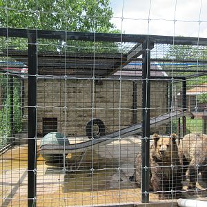 'Syrian Brown Bear' Exhibit