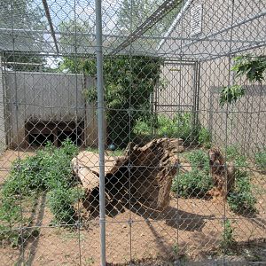 Eurasian Lynx Exhibit