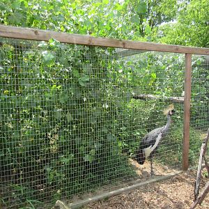 East African Crowned Crane/Giant Wood Rail Exhibit