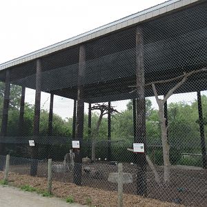 Giant Aviary (3 Species)