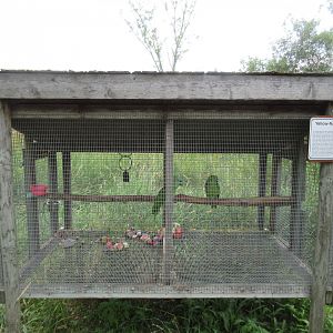 Yellow-naped Amazon Exhibit
