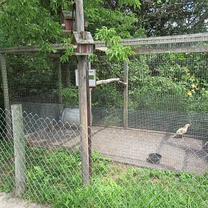 Red Golden Pheasant Exhibit