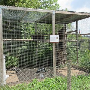 Vulturine Guinea Fowl Exhibit