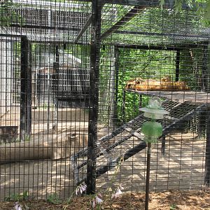 African Lion Exhibit (50% of the total exhibit)