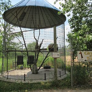 Japanese Macaque Exhibit