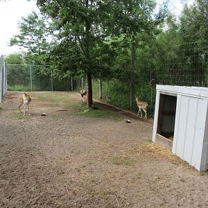 Blackbuck Exhibit
