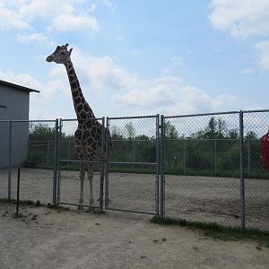 Reticulated Giraffe Exhibit