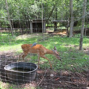 White-tailed Deer Exhibit