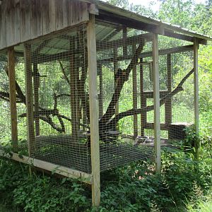 Gray Squirrel Exhibit