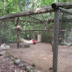 Albino Raccoon Exhibit