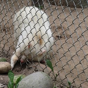 Albino Raccoon