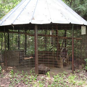 North American Porcupine Exhibit