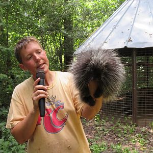 North American Porcupine