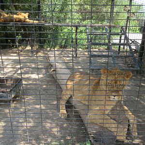 African Lion Exhibit (50% of the total exhibit)