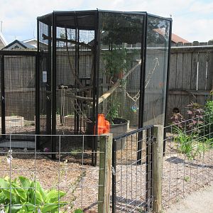 Common Marmoset Exhibit