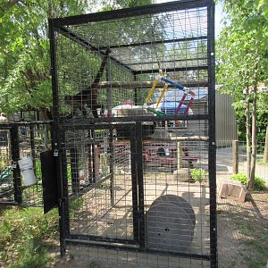 White-fronted Capuchin Exhibit