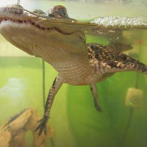 Juvenile American Alligator