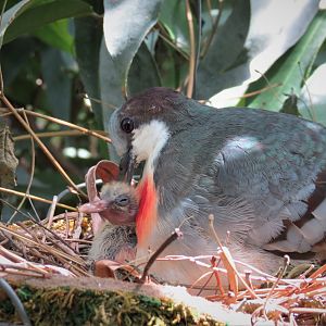 Bleeding Heart Dove and chick
