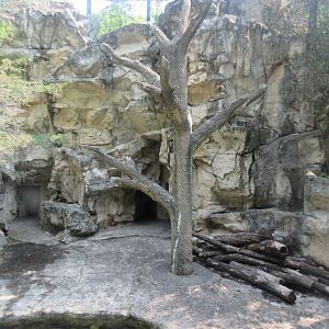 Bobcat Exhibit