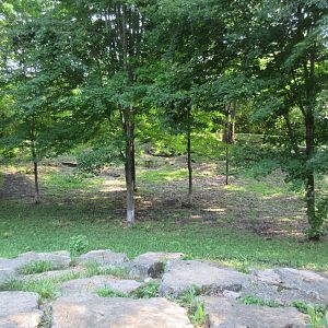 1-Acre Grey Wolf Exhibit