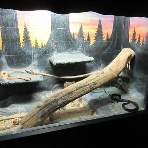 Black Rat Snake/Corn Snake Exhibit
