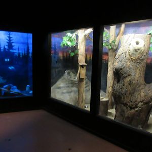 Eastern Screech Owl + Southern Flying Squirrel/Eastern Cottontail Exhibits