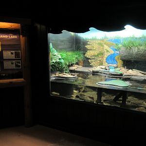 Native Turtle Exhibit
