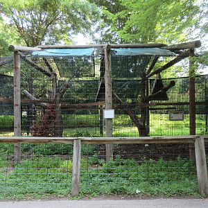 Common Raven Exhibit