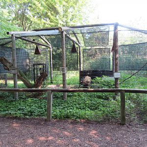 American Crow Exhibit