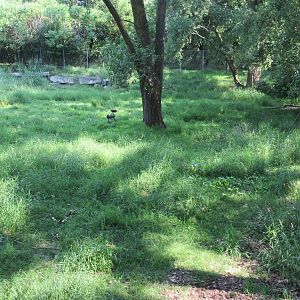 White-tailed Deer/Sandhill Crane/Wild Turkey Exhibit