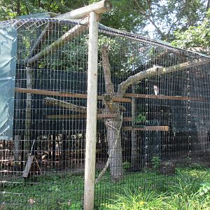 Cooper's Hawk Exhibit