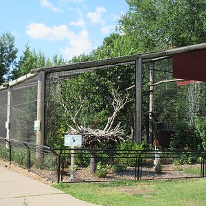 Bald Eagle/Rough-legged Hawk Exhibit