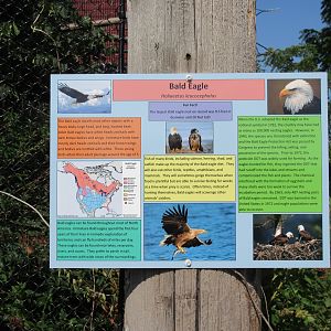Bald Eagle Exhibit Sign (looks great!)