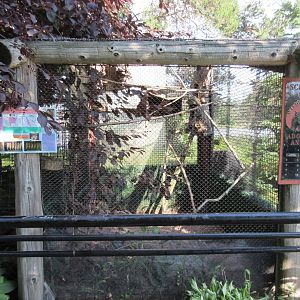 Eastern Screech Owl Exhibit