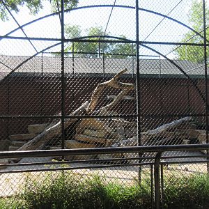 Cougar Exhibit