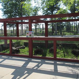 Ornate Box Turtle Exhibit