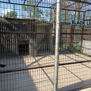 Black Leopard Exhibit