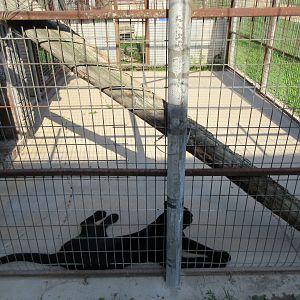 Black Leopard Exhibit