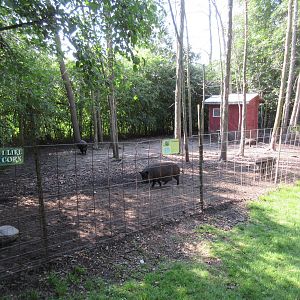 Pot-bellied Pig Exhibit