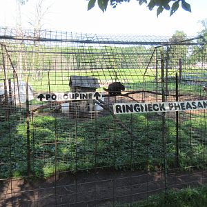 North American Porcupine/Ring-necked Pheasant Exhibit