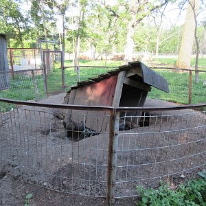 African Crested Porcupine Exhibit #1