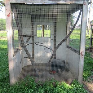 Virginia Opossum Exhibit