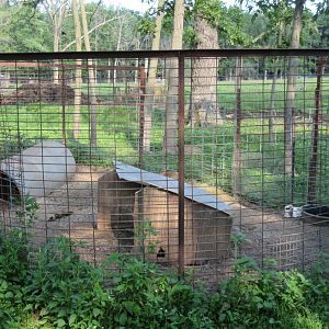 Flemish Giant Rabbit Exhibit