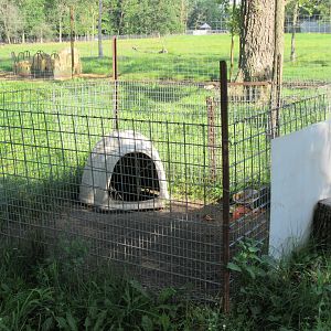 African Crested Porcupine Exhibit #2