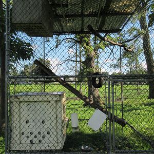 Japanese Macaque Exhibit